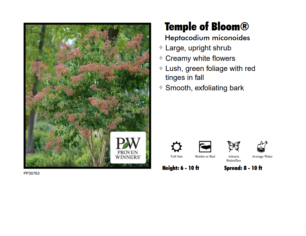 Heptacodium - Temple of Bloom