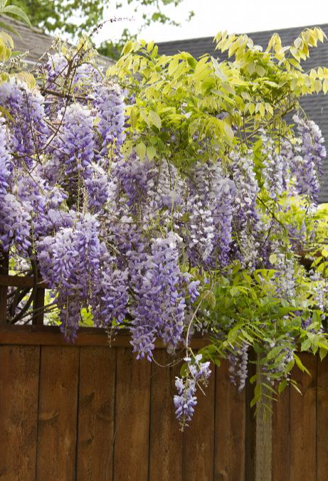 Japanese Wisteria - Texas Purple