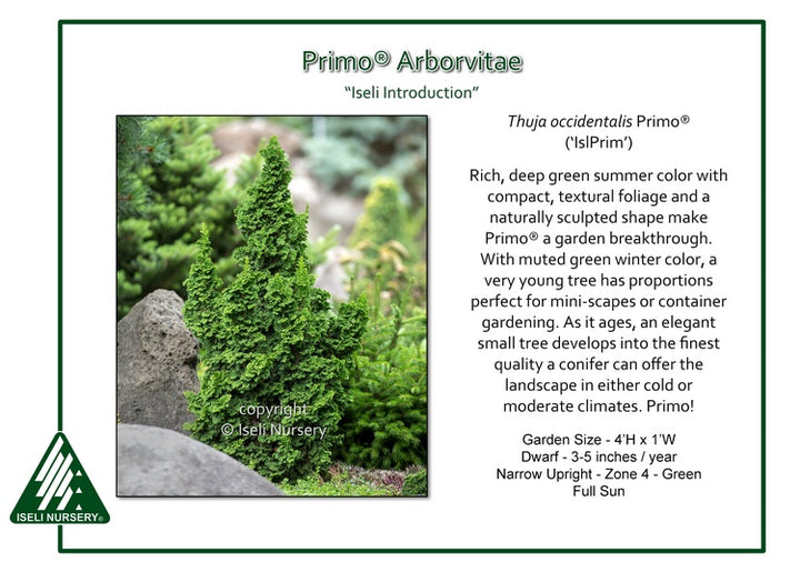 Arborvitae - Primo