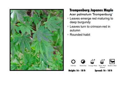 Japanese Maple - Trompenburg