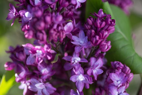 Lilac - Virtual Violet