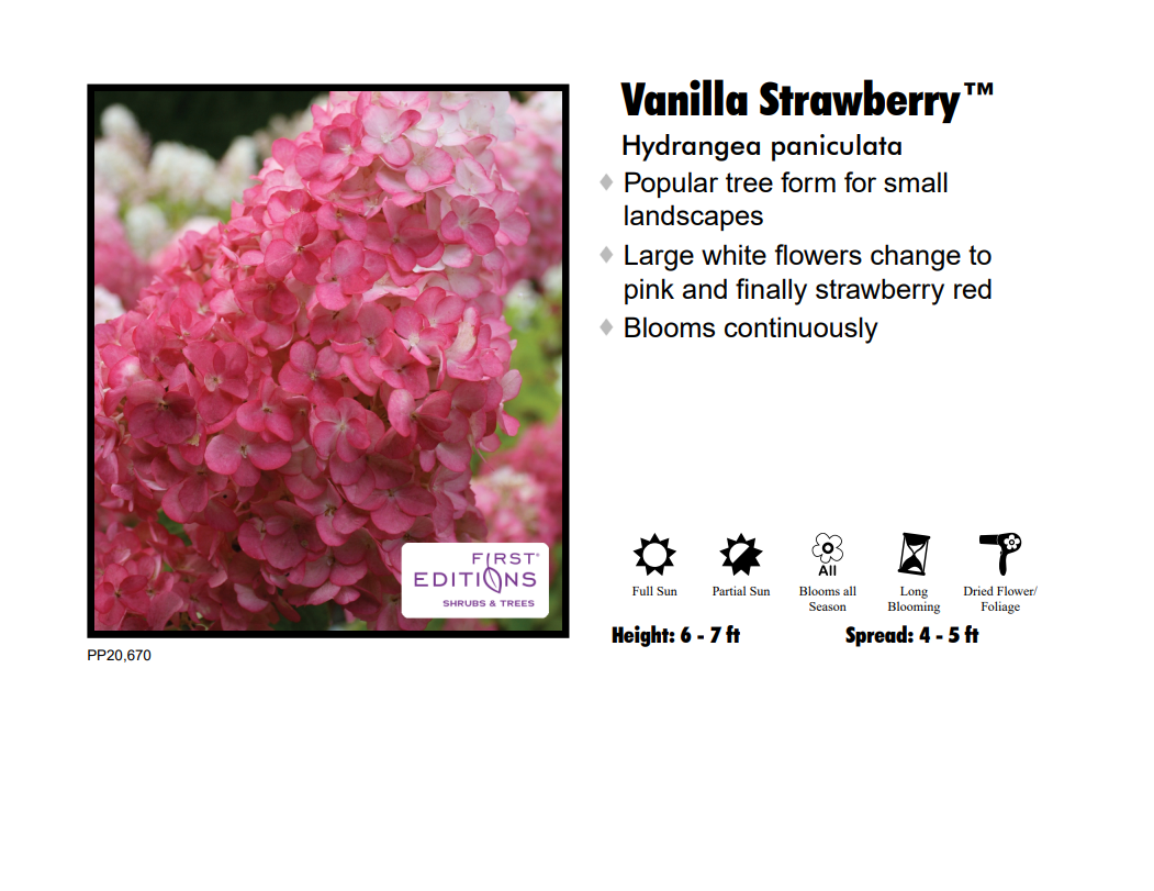 Hydrangea - Vanilla Strawberry