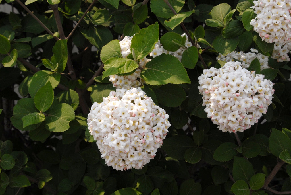 Viburnum - Fragrant Snowball