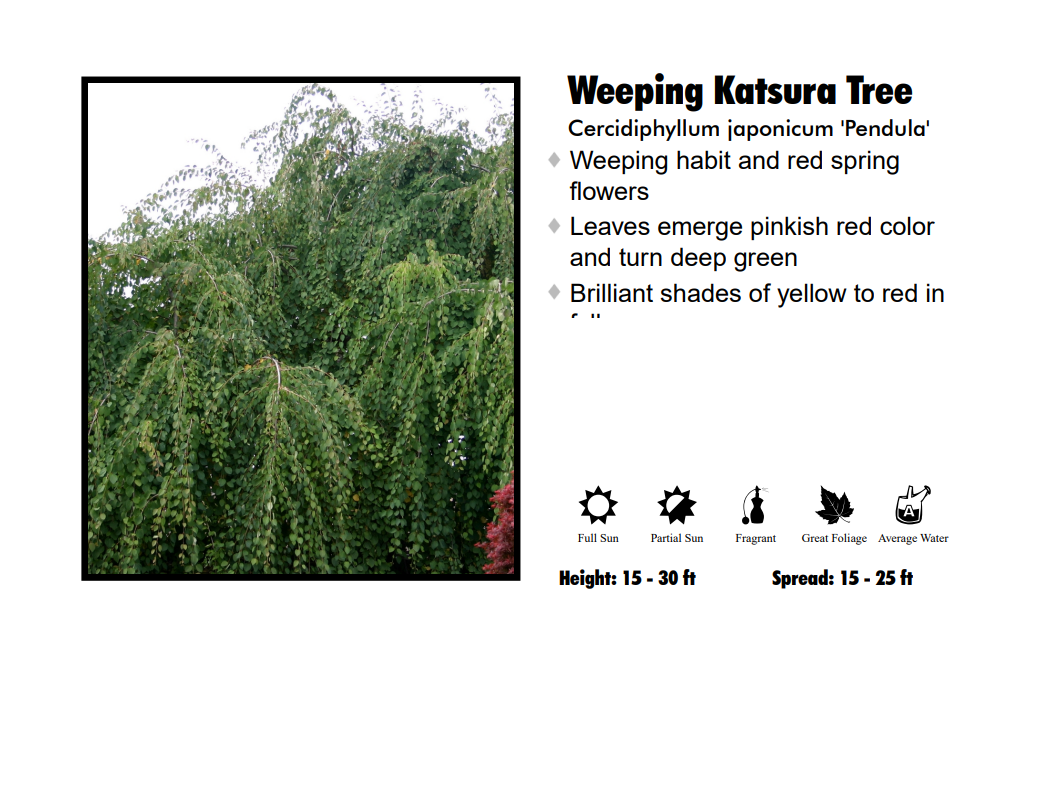 Katsura - Weeping Tree