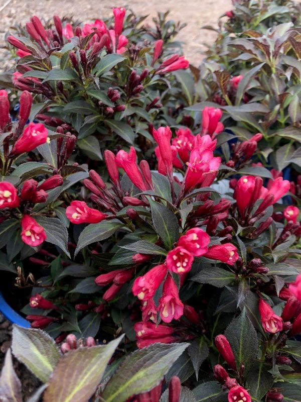 Weigela - Electric Love