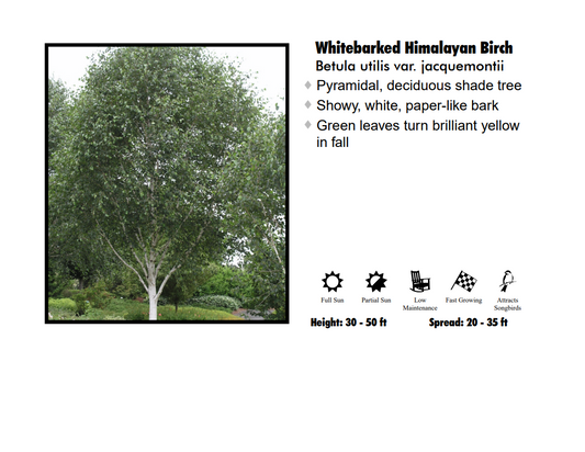 Birch - Whitebarked Himalayan