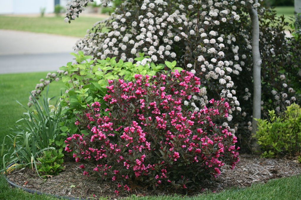 Weigela - Wine and Roses