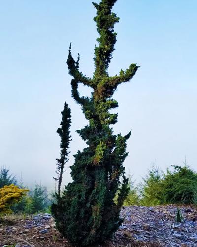 Cypress - Wissel's Saguaro False