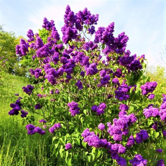 Lilac - Yankee Doodle Purple