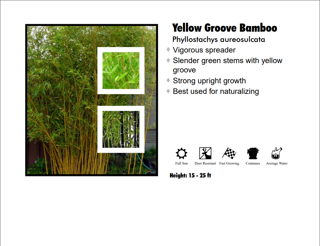 Bamboo Yellow Groove - Spectabilis