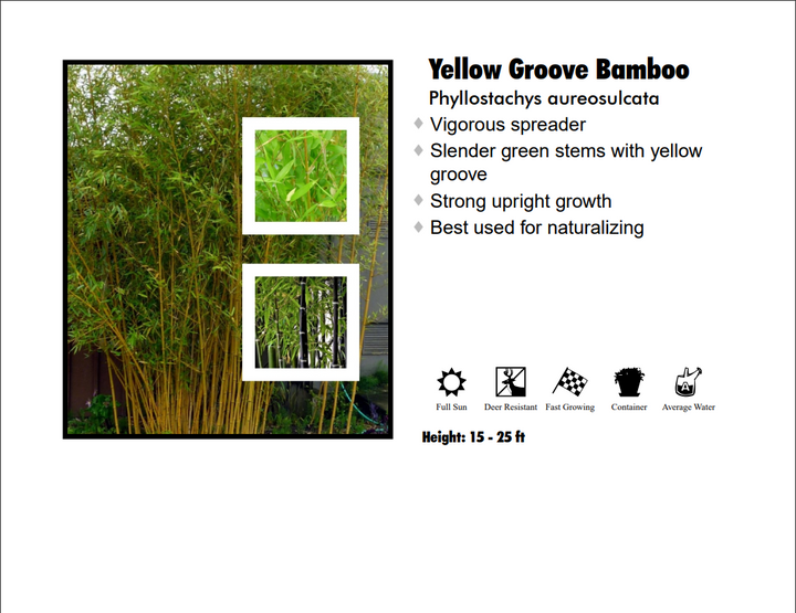 Hardy Bamboo - Yellow Groove