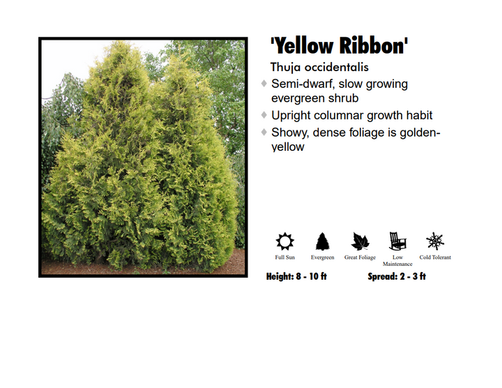 Arborvitae - Yellow Ribbon