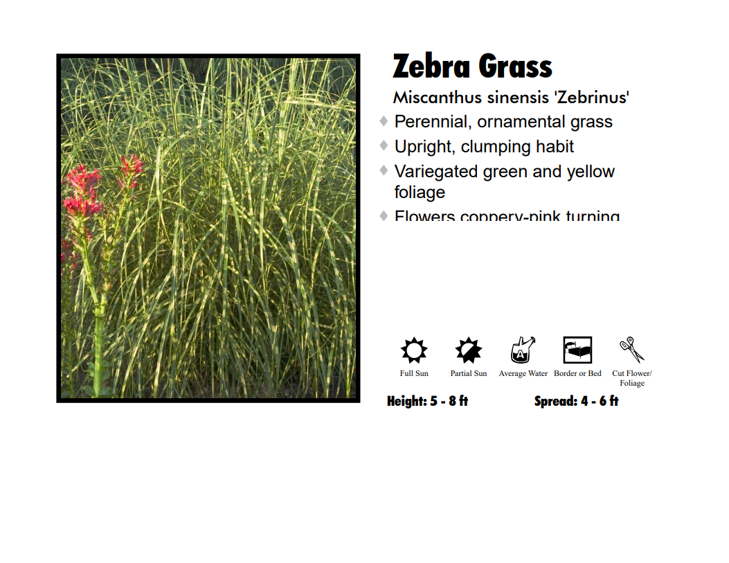 Miscanthus Grass - Zebra Grass