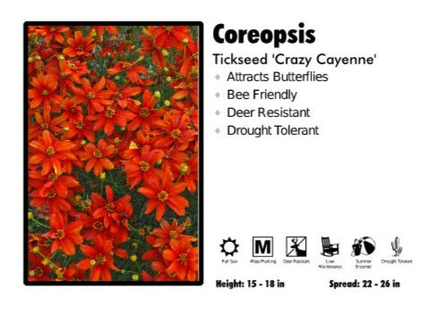 Coreopsis 'Crazy Cayenne' Tickseed