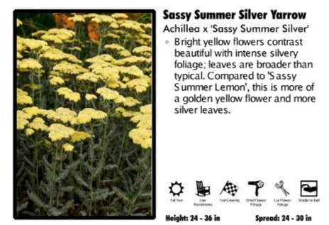 Achillea 'Sassy Summer Silver' Yarrow