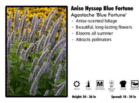 Agastache ‘Blue Fortune’ Anise Hyssop