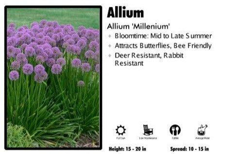 Allium 'Millenium'