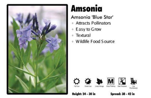 Amsonia ‘Blue Star’