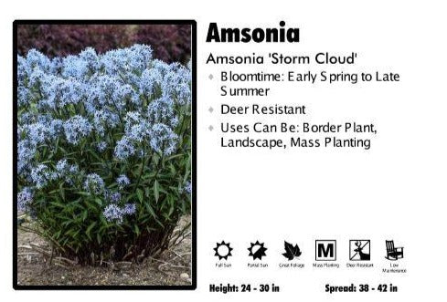 Amsonia ‘Storm Cloud’