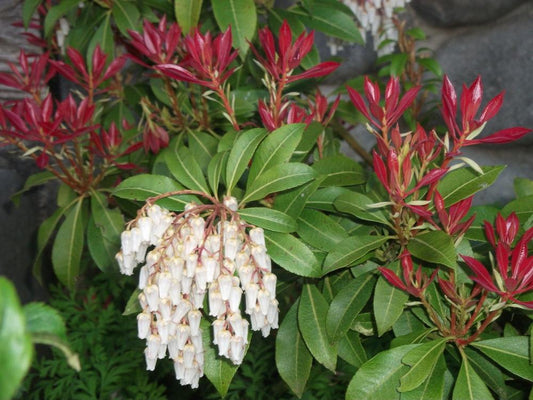 Andromeda - Mountain Fire