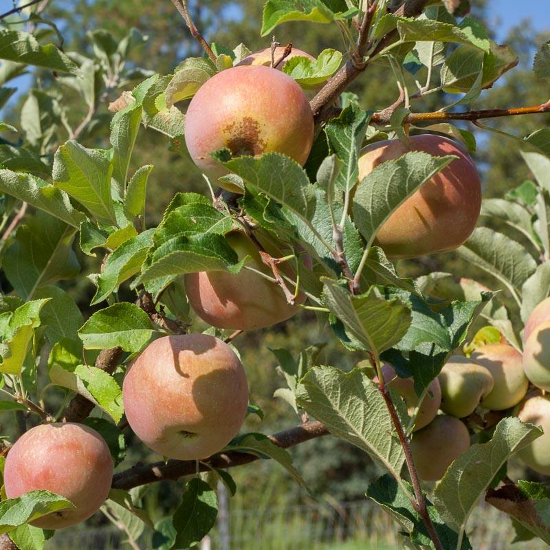 Apple - Fuji Red