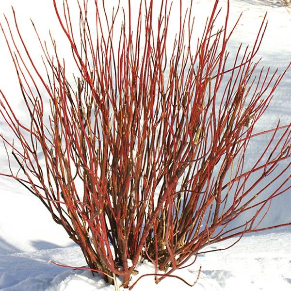 Red Twig Dogwood - Arctic Fire