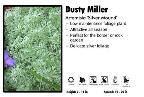 Artemisia ‘Silver Mound’ Dusty Miller