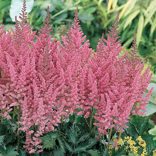 Astilbe chinensis 'Visions in Pink’ False Spirea