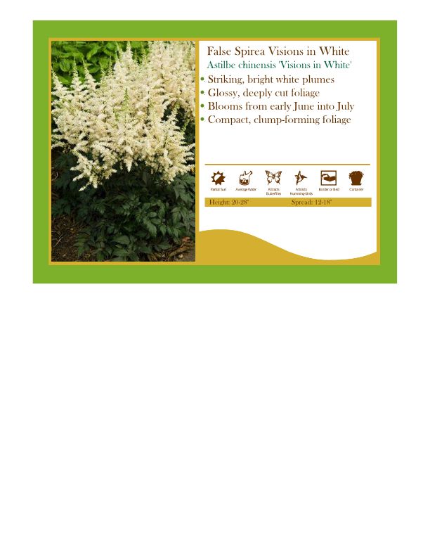 Astilbe chinensis 'Visions in White' False Spirea