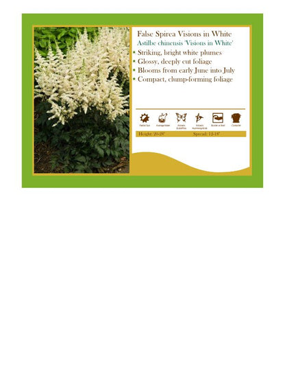 Astilbe chinensis 'Visions in White' False Spirea