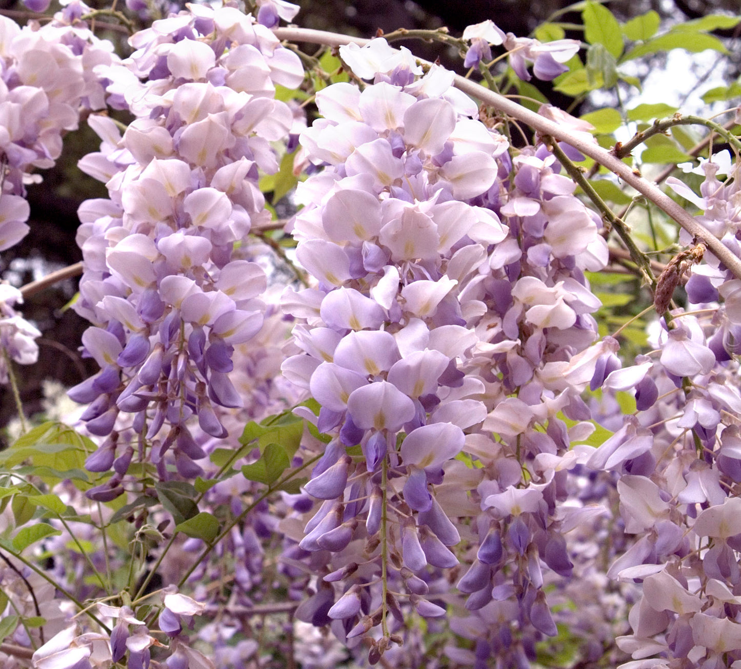 Wisteria - Aunt Dee Purple