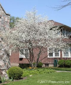 Serviceberry - Autumn Brilliance
