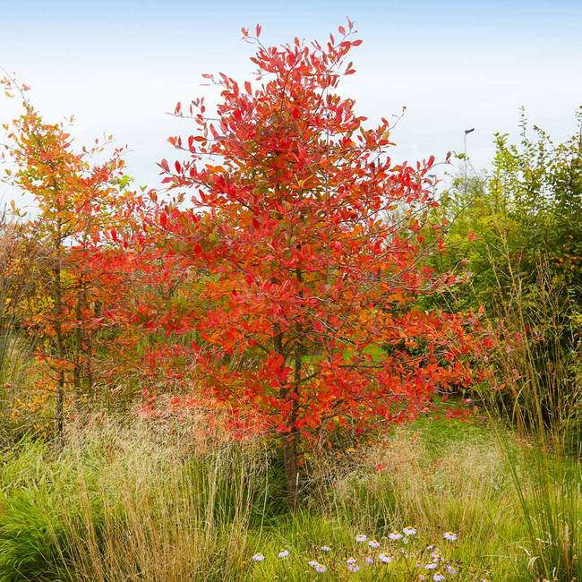 Serviceberry - Autumn Brilliance