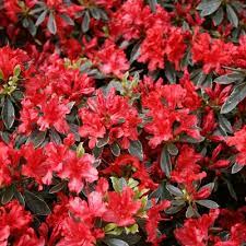 Azalea - Girard's Hot Shot Fiery Red