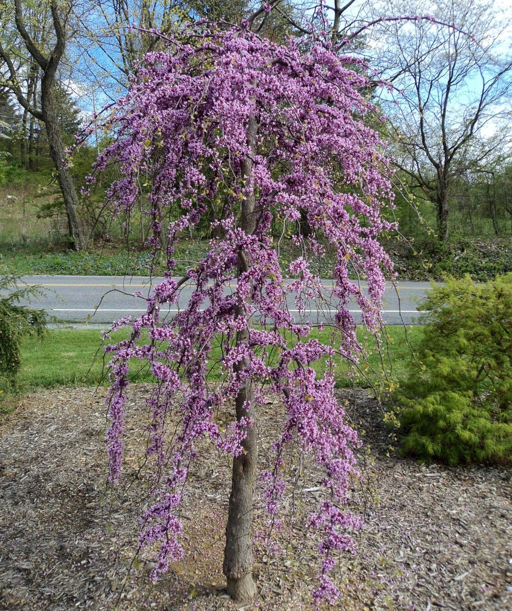 Redbud - Pink Heartbreaker Weeping