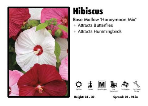 Hibiscus 'Honeymoon Mix' Rose Mallow