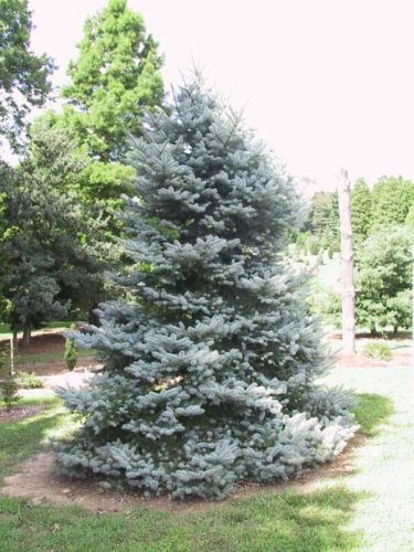 Spruce - Blue Bakeri Hybrid
