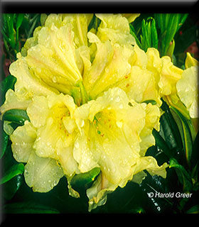 Rhododendron - Banana Boat Dwarf
