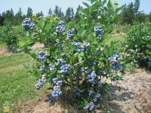 Blueberry - Blue Crop Early