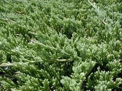 Juniper Billow Beach Spreader