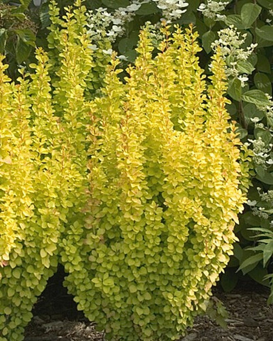 Barberry - Golden Pillar