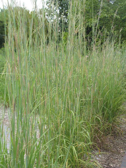 Grass - Big Bluestem