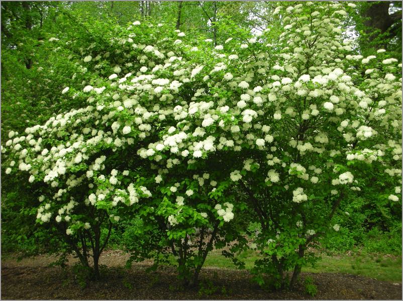 Viburnum - Blue Muffin Dwarf