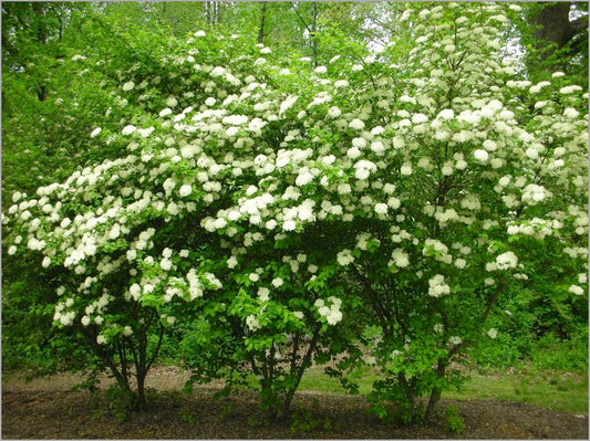 Viburnum - Blue Muffin Dwarf