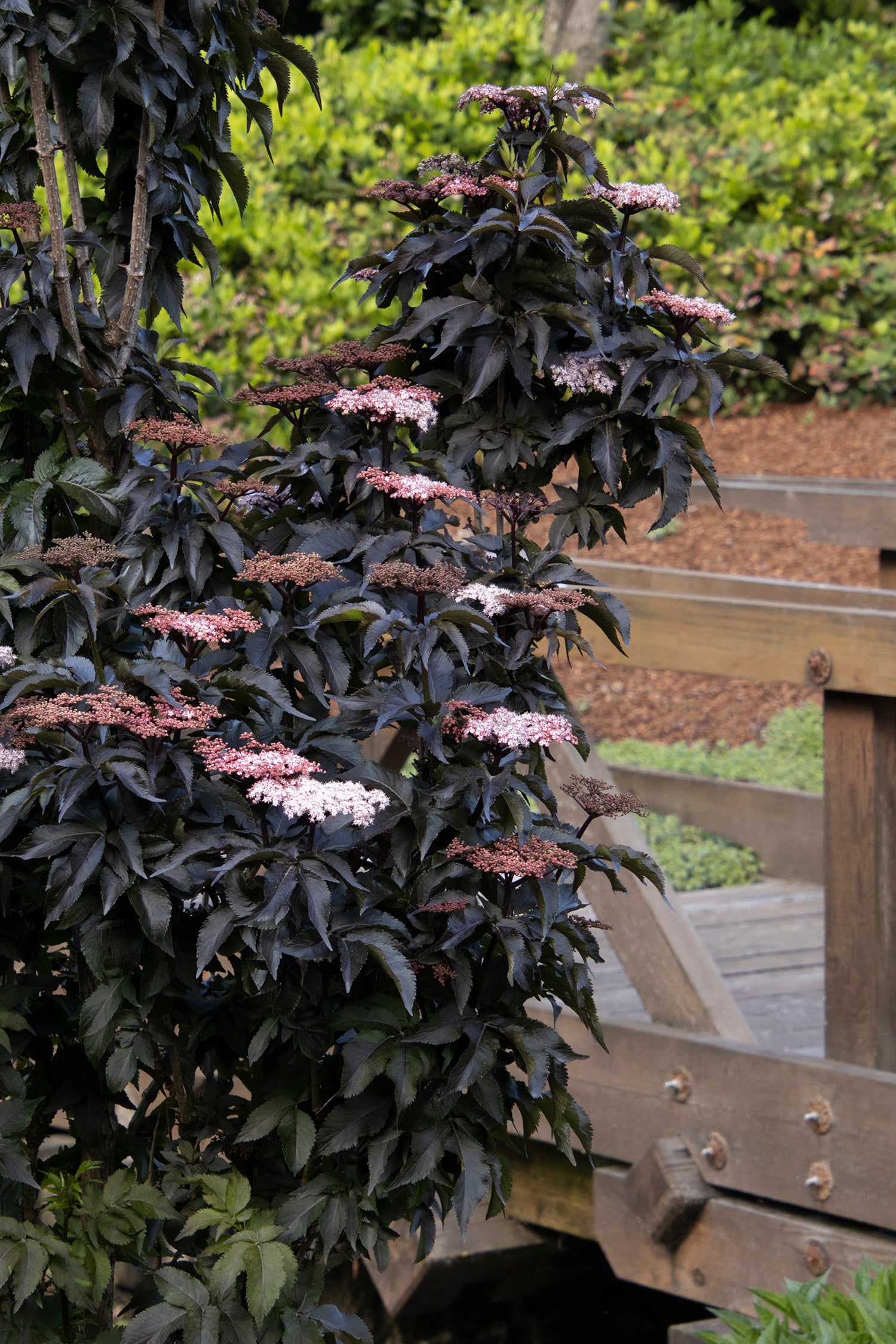 Elderberry - Black Tower – Pandy's Garden Center