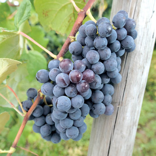 Grape - Concord Blue