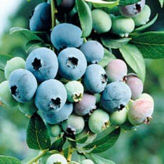 Blueberry - Blue Crop Early