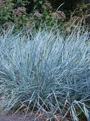 Grass - Blue Dune Lyme