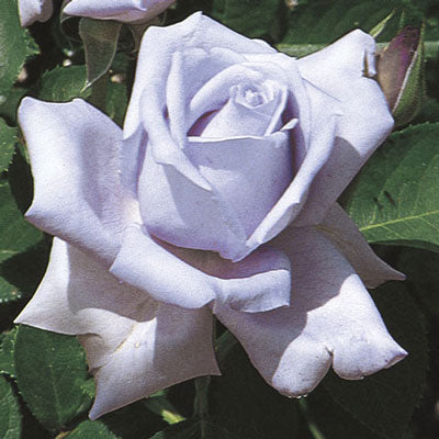 Rose - Blue Girl Hybrid Tea