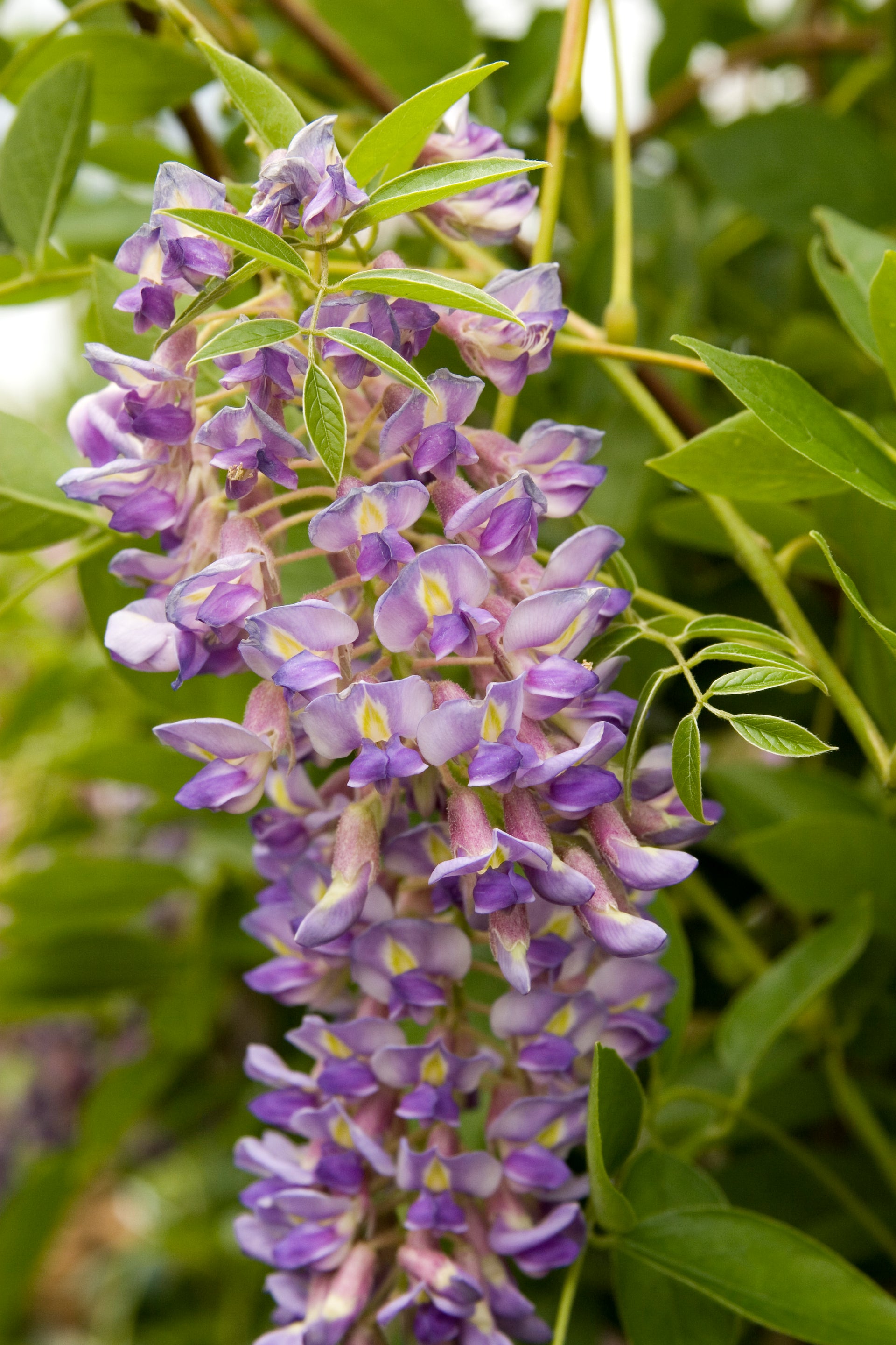 lavender wisteria Wisteria